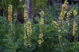 Verbascum nigrumZwarte toorts bestellen